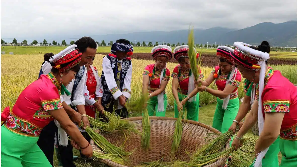 Paddy Cultivation Farmers' Concern