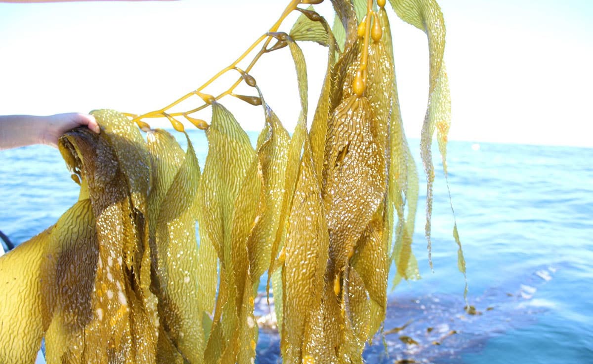 Seaweed: The Green Gold of the Sea