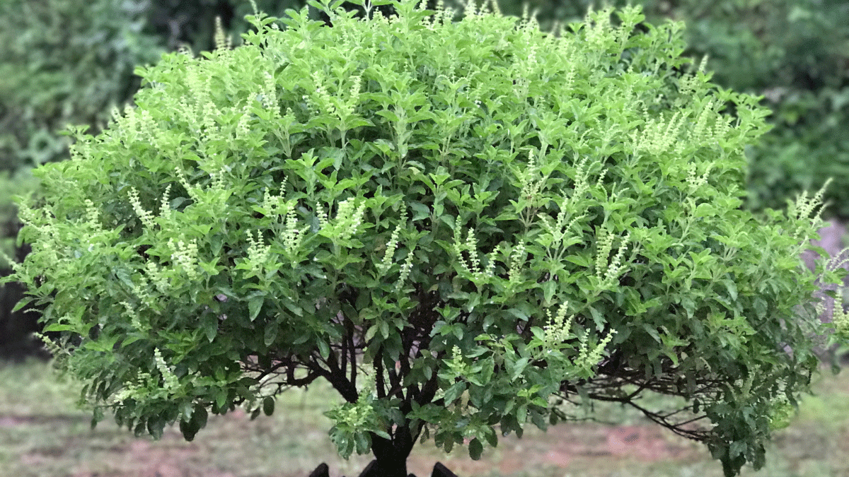 Which mantra should be chanted while offering water to Tulsi?