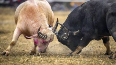 Gauhati High Court bans buffalo-bulbul fighting during January