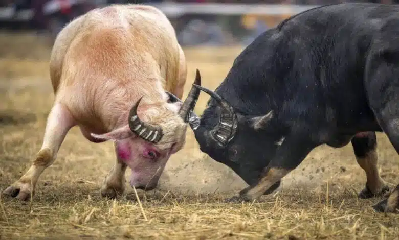 Gauhati High Court bans buffalo-bulbul fighting during January