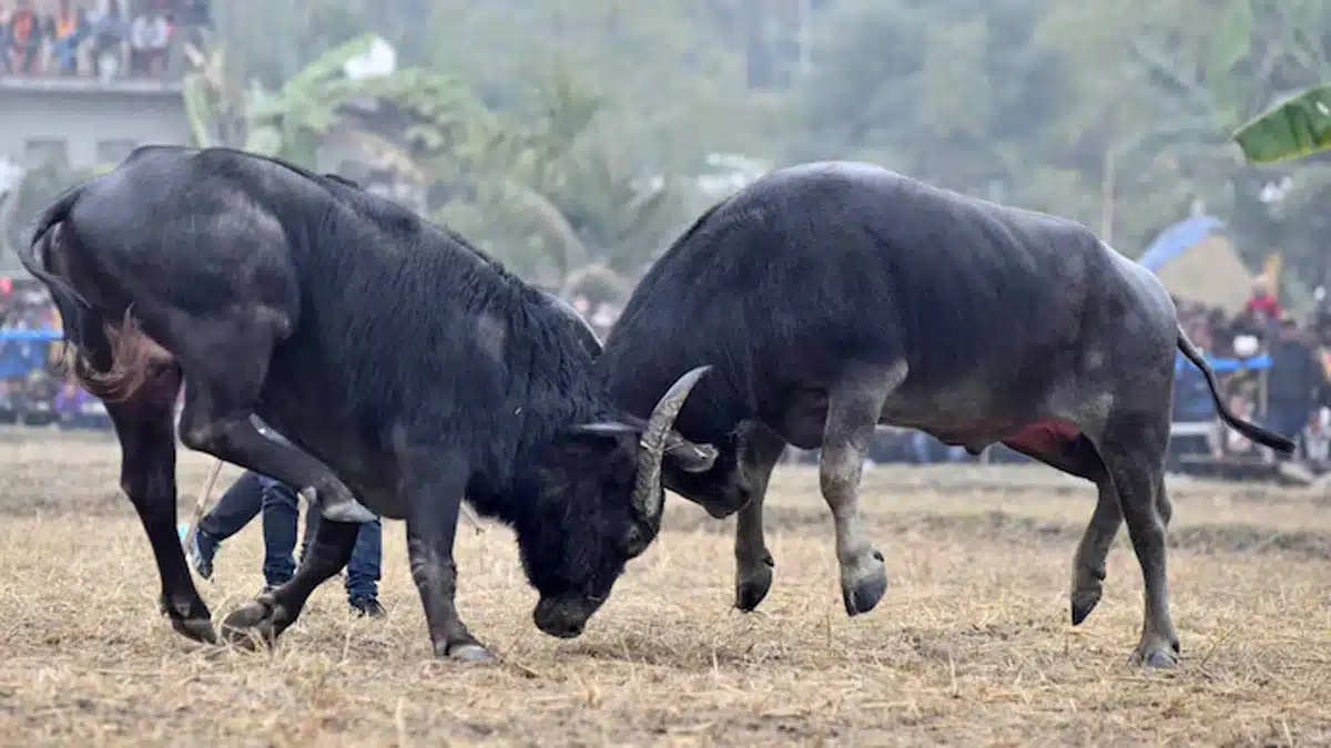 Gauhati High Court bans buffalo-bulbul fighting during January