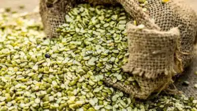 Know the health benefits of eating Green Moong Dal