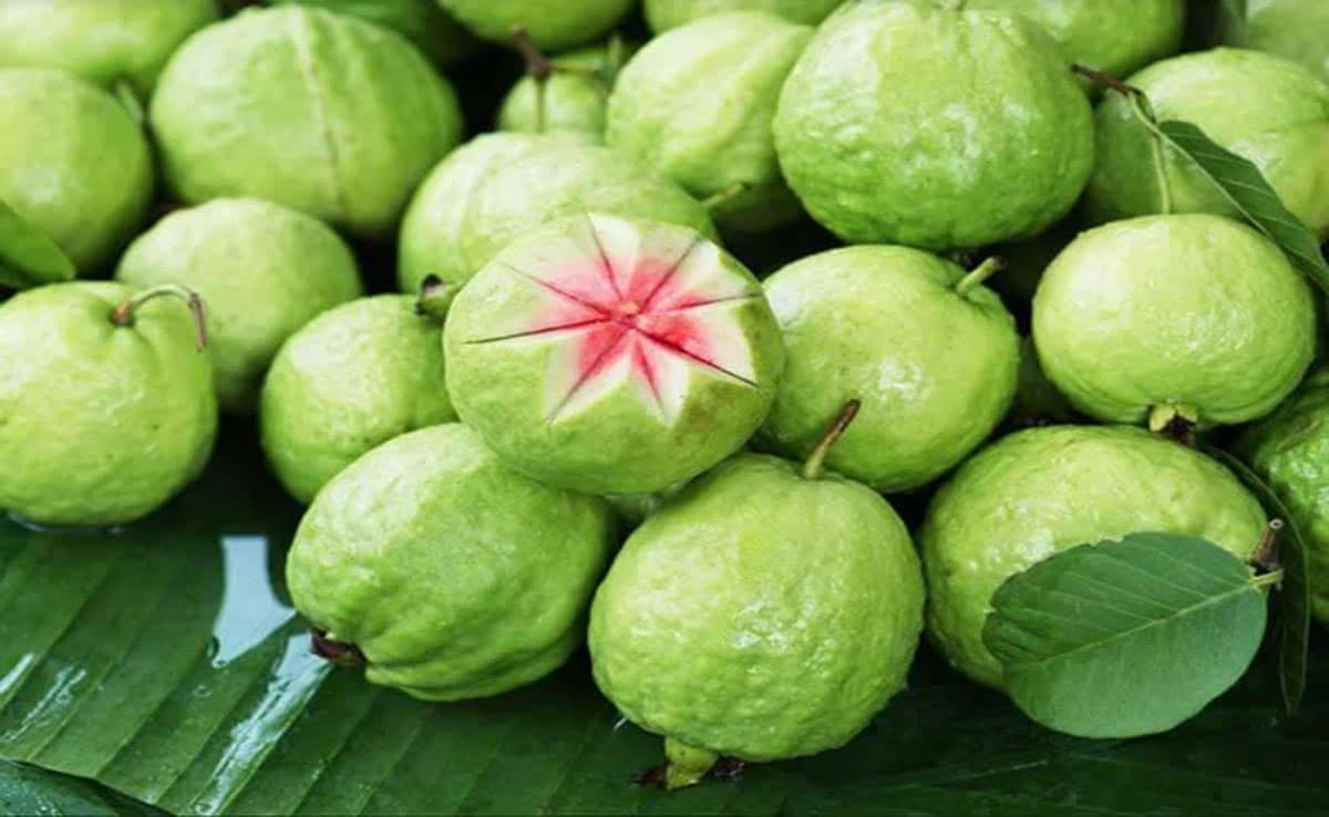Eating Guava in winter provides relief from these problems