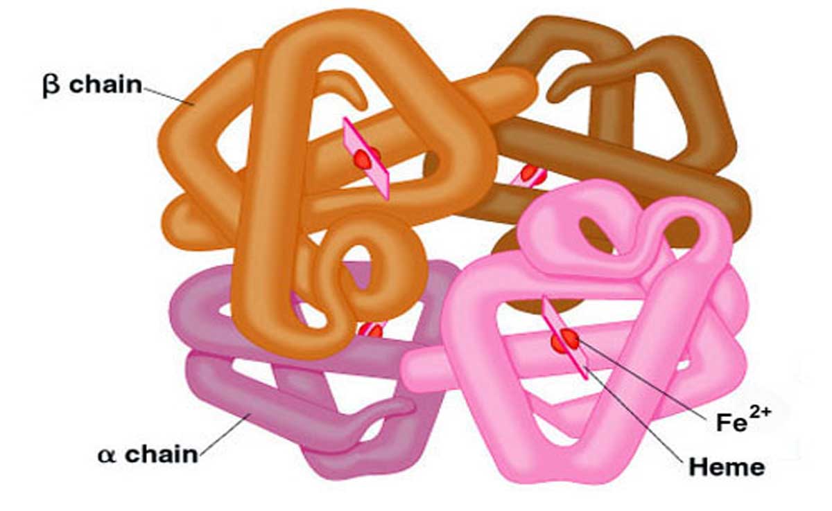 Hemoglobin increases from 7 to 14 in a week