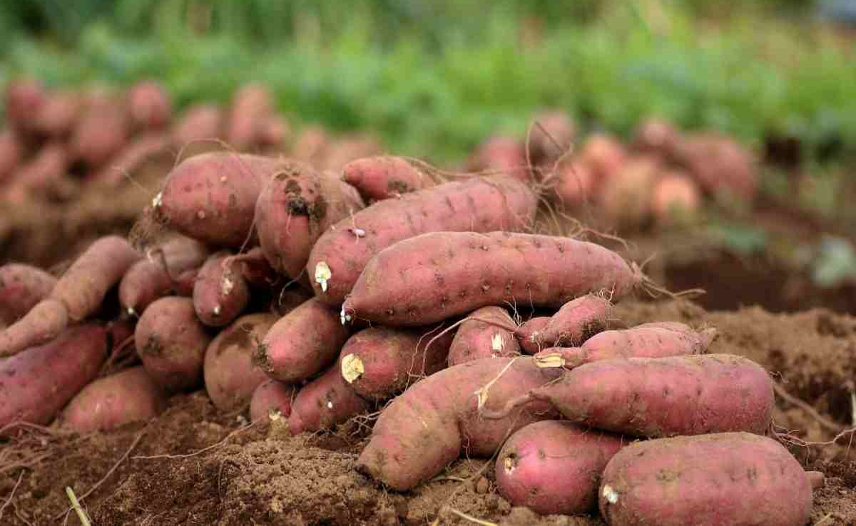 Is Sweet Potato cold or hot? Know how this superfood is beneficial for health in winters