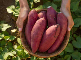 Is Sweet Potato cold or hot? Know how this superfood is beneficial for health in winters