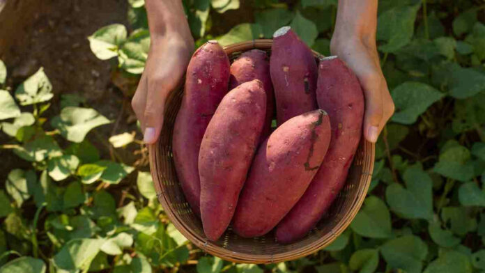 Is Sweet Potato cold or hot? Know how this superfood is beneficial for health in winters