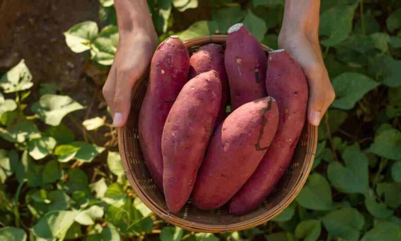 Is Sweet Potato cold or hot? Know how this superfood is beneficial for health in winters
