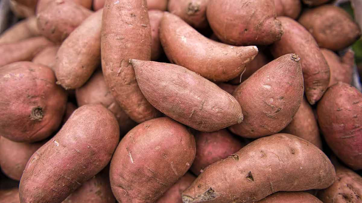 Is Sweet Potato cold or hot? Know how this superfood is beneficial for health in winters