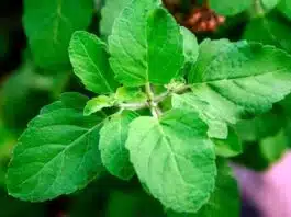 which mantra should be chanted while watering tulsi