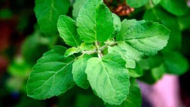 which mantra should be chanted while watering tulsi