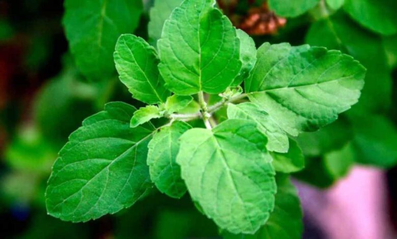 which mantra should be chanted while watering tulsi