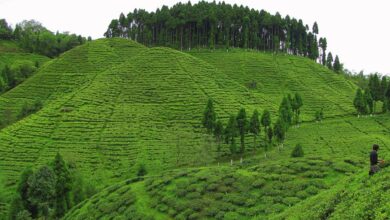 5 most beautiful states of India that will surprise you