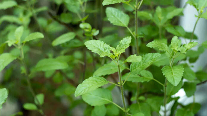 These health problems can be cured by consuming basil leaves, know in what quantity and how to eat them.