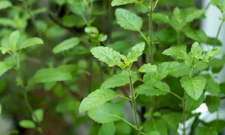 These health problems can be cured by consuming basil leaves, know in what quantity and how to eat them.
