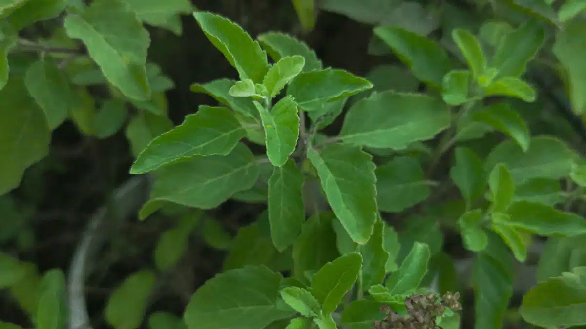 These health problems can be cured by consuming basil leaves, know in what quantity and how to eat them.