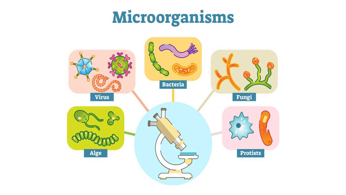 6 Key Facts About Infectious Diseases