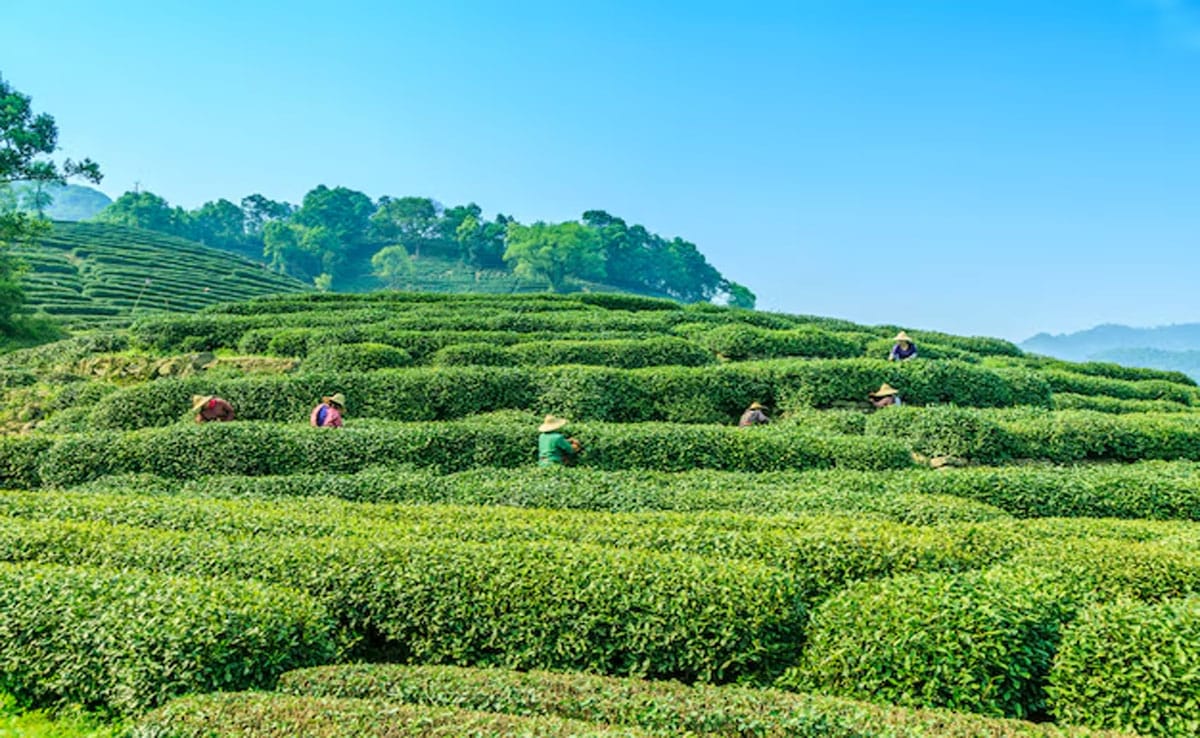 If you are fond of tea then you must visit these 5 tea gardens of India.