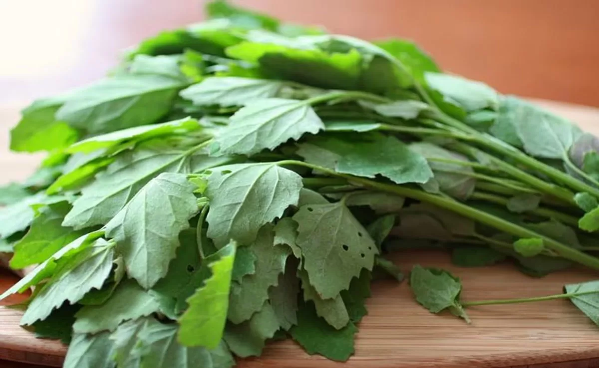 Bathua Dosa: This green dosa recipe is perfect for your winter indulgence