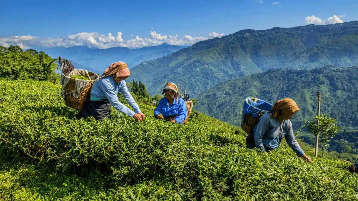 If you are fond of tea then you must visit these 5 tea gardens of India.