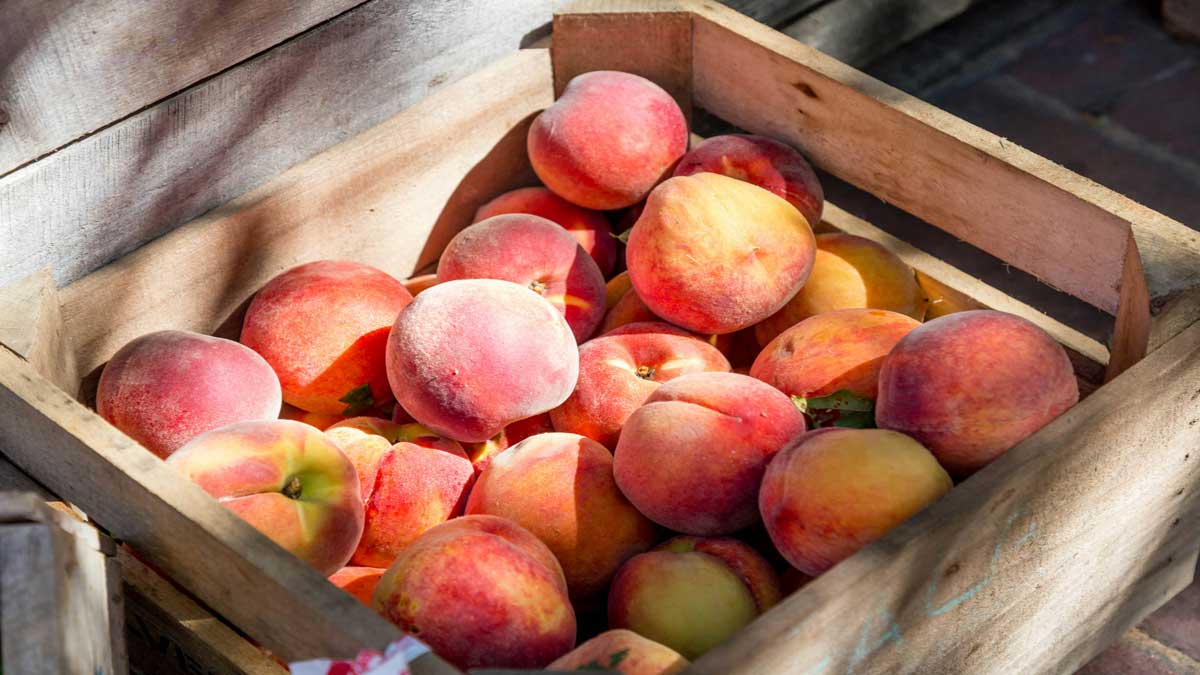 Eating peach in winter will give you these 5 amazing health benefits