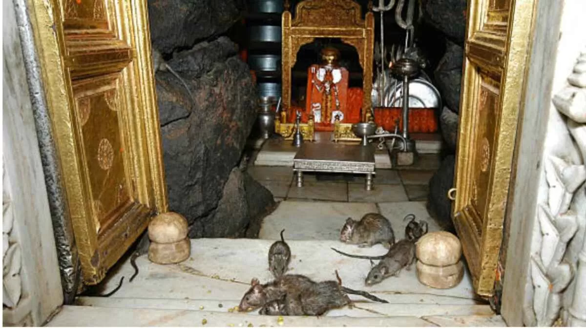 Karni Mata Temple: The Miracle of Rajasthan