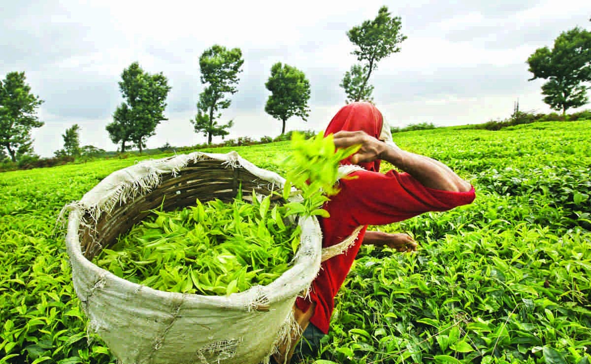 If you are fond of tea then you must visit these 5 tea gardens of India.