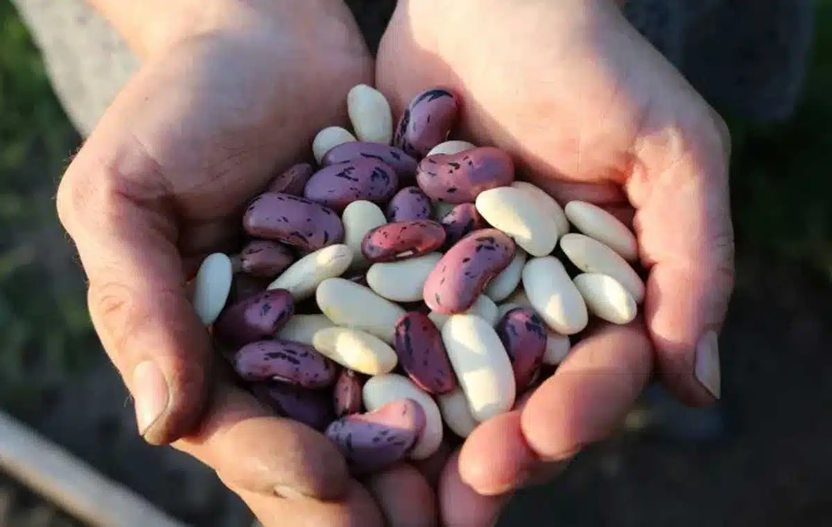 National Bean Day Celebrating this nutrition-packed day