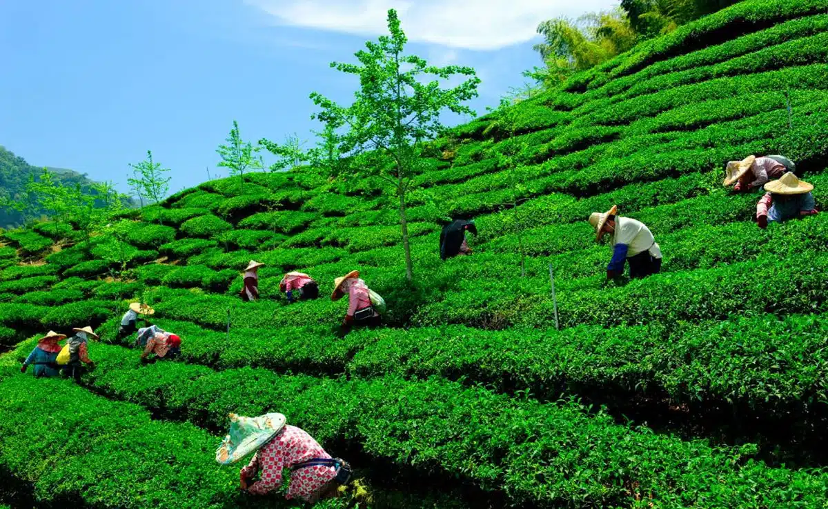 If you are fond of tea then you must visit these 5 tea gardens of India.