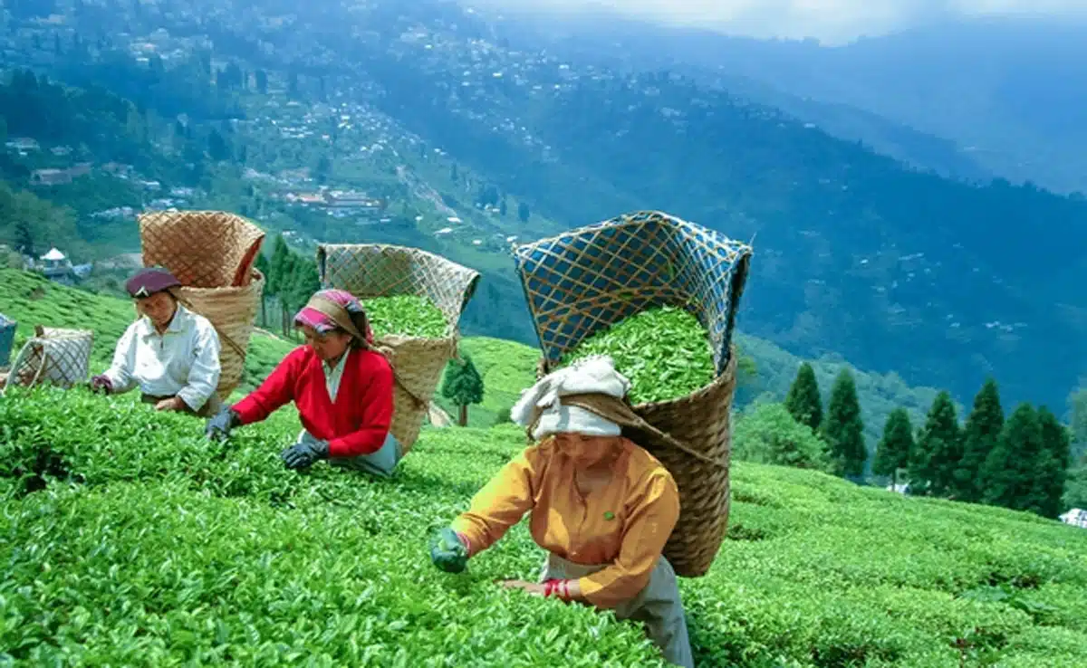 If you are fond of tea then you must visit these 5 tea gardens of India.