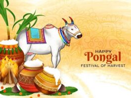 Pongal 2025 Festival of harvest and gratitude