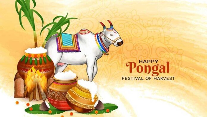 Pongal 2025 Festival of harvest and gratitude