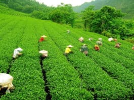 If you are fond of tea then you must visit these 5 tea gardens of India.