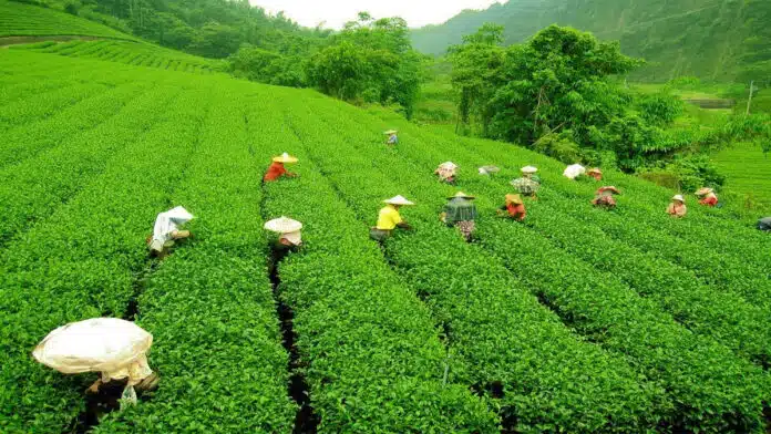 If you are fond of tea then you must visit these 5 tea gardens of India.