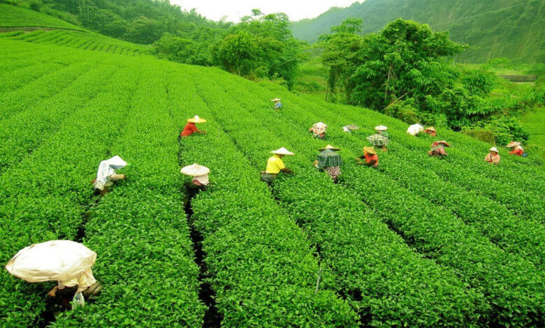 If you are fond of tea then you must visit these 5 tea gardens of India.