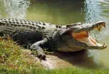 The Curious Case of Crocodiles in a Tax Raid