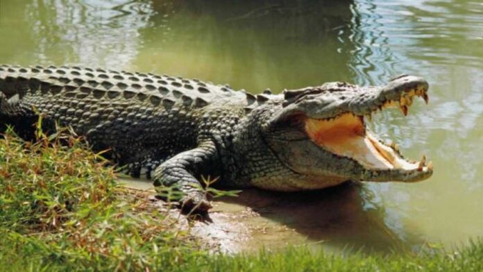 The Curious Case of Crocodiles in a Tax Raid