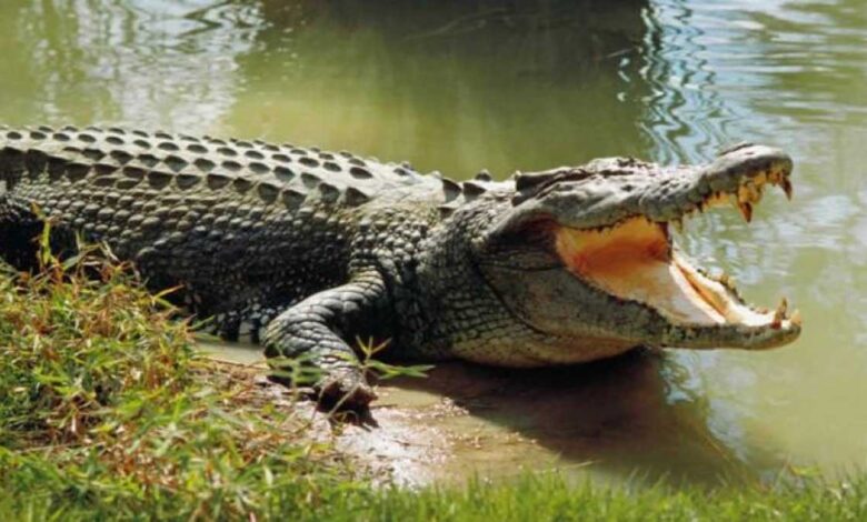 The Curious Case of Crocodiles in a Tax Raid