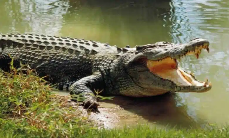 The Curious Case of Crocodiles in a Tax Raid