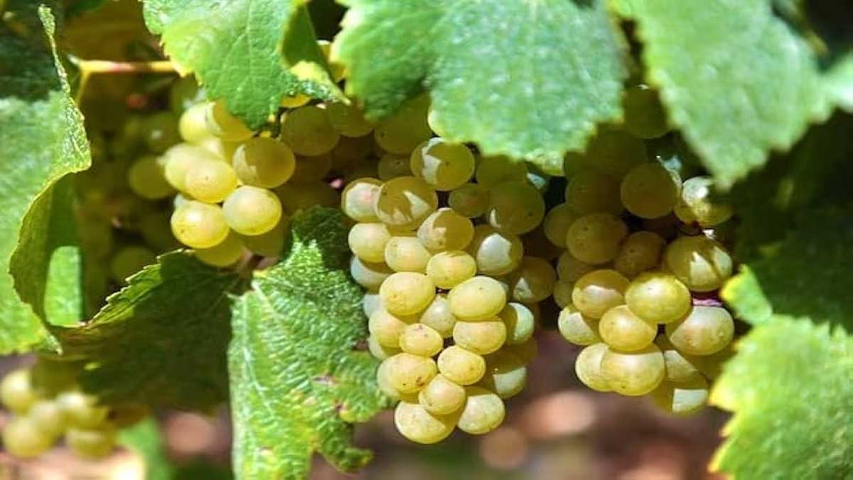 Which vitamin is present in grapes