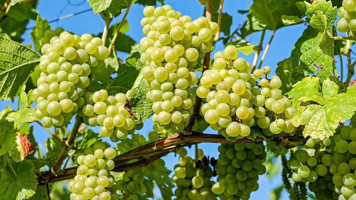 Which vitamin is present in grapes