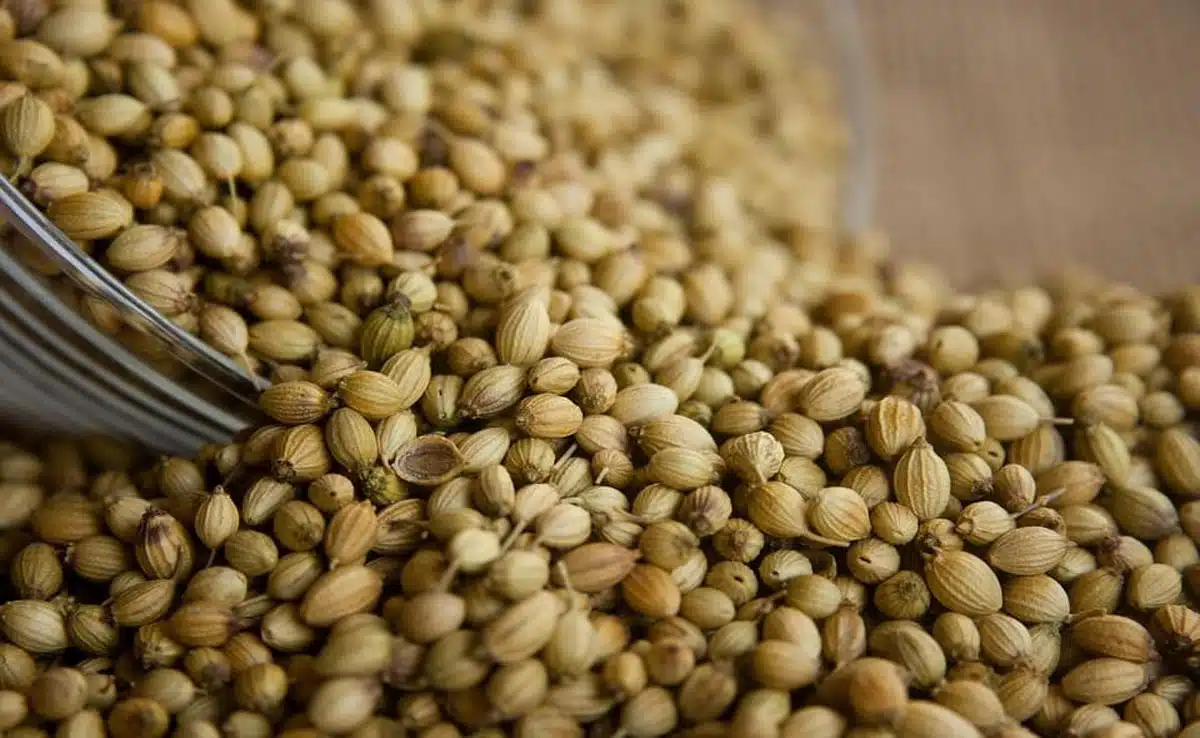 Coriander seeds can cure many serious diseases, know when and how to consume it