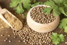 Coriander seeds can cure many serious diseases, know when and how to consume it