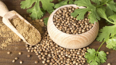 Coriander seeds can cure many serious diseases, know when and how to consume it