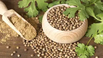 Coriander seeds can cure many serious diseases, know when and how to consume it