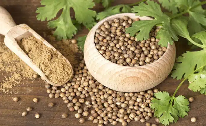 Coriander seeds can cure many serious diseases, know when and how to consume it