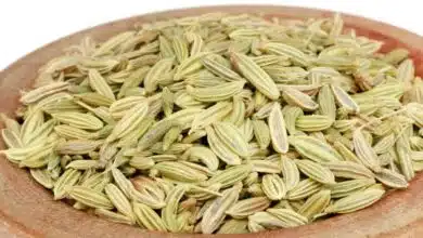 right way to eat fennel