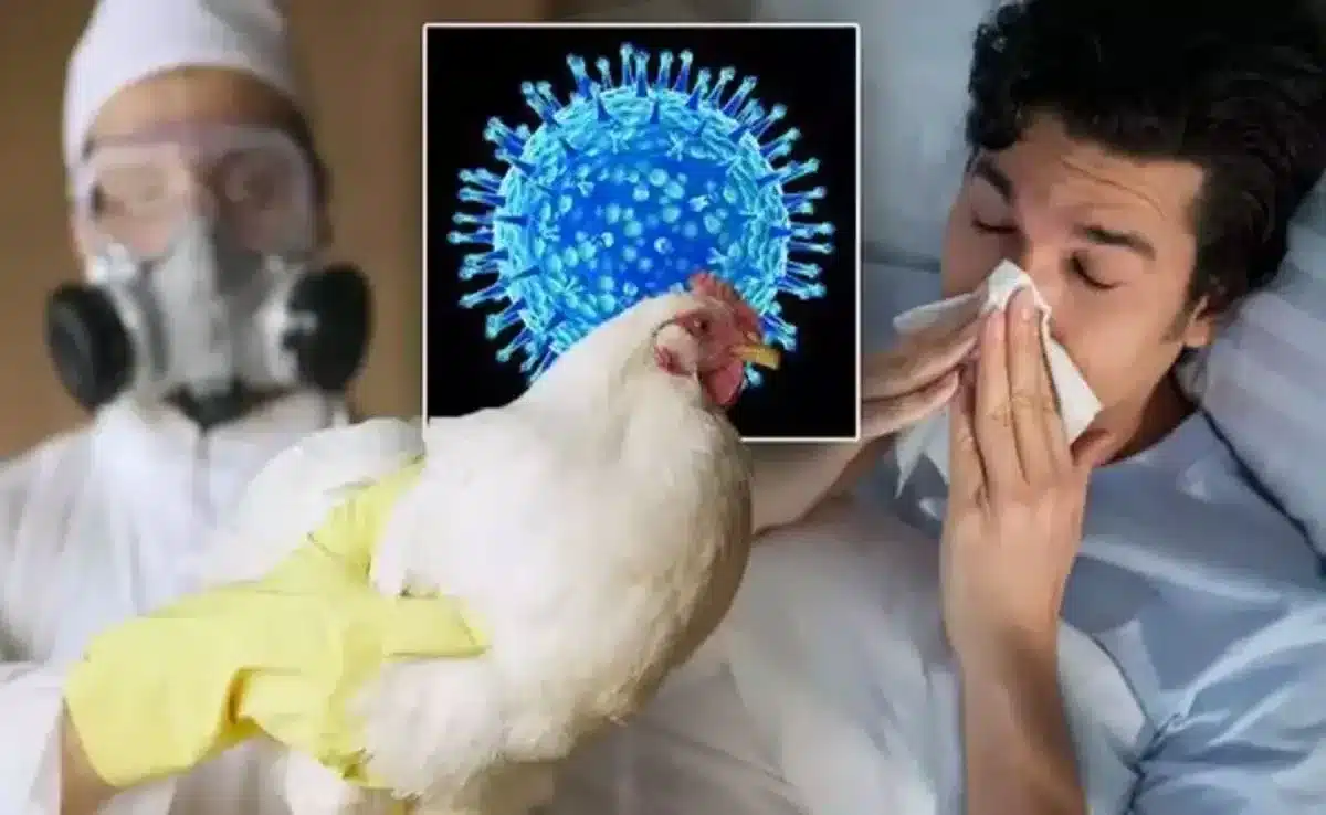 Case of human bird flu confirmed in California; CDC urges rapid testing