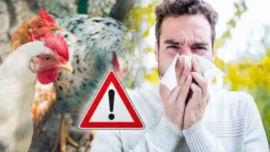 Human bird flu case confirmed in California; CDC urges faster testing